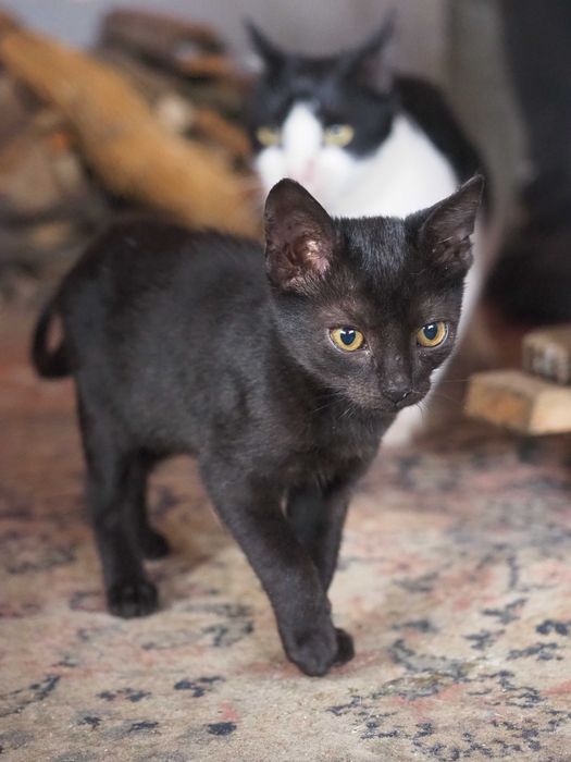 Donez pisici - 1 pisica si 3 motanei