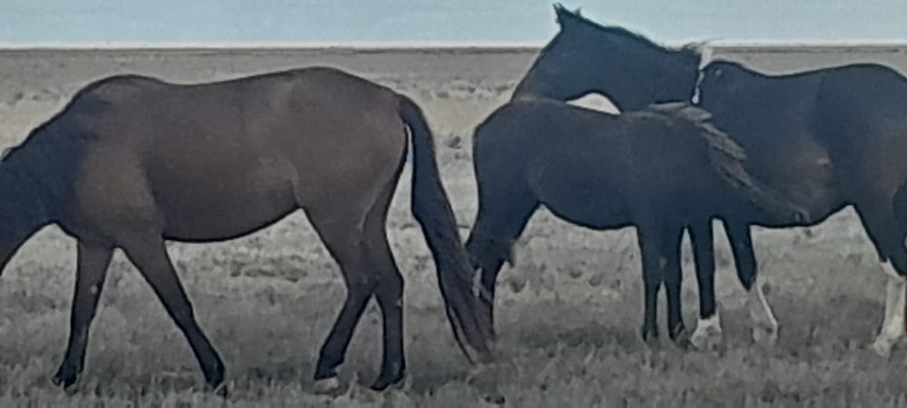 Бие сатылады (семіз)