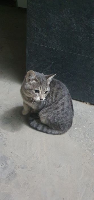 Mushuk bolasi 4 oylik