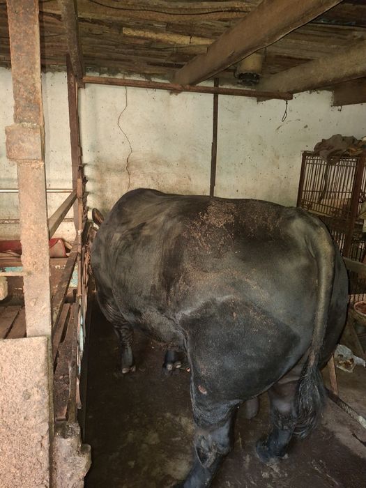 тоза зотли абердин ангус бука сотилади,емланган яхши караб