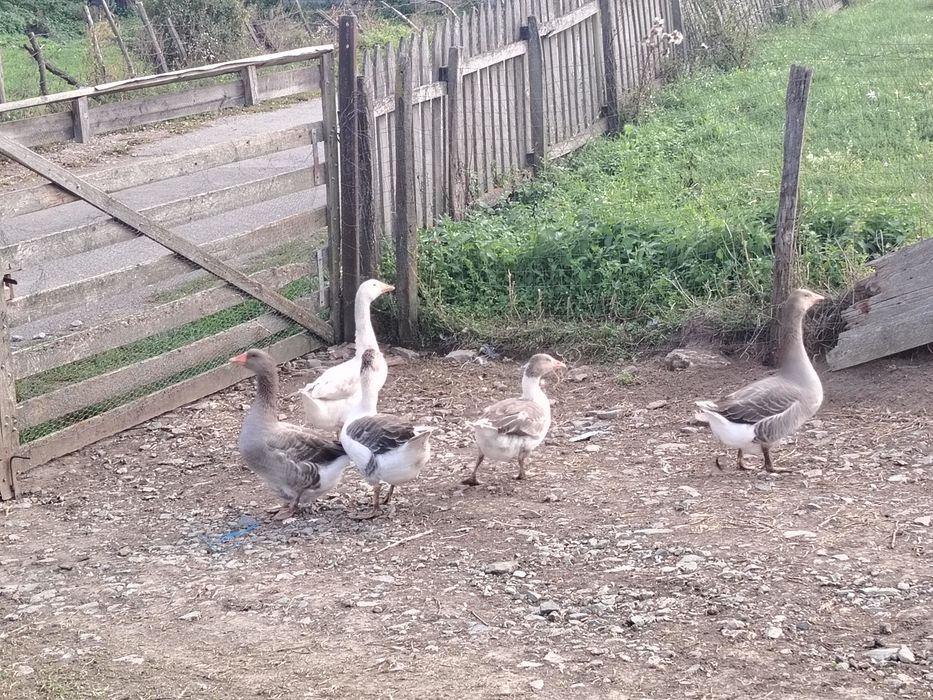 Gâște tinere de vânzare
