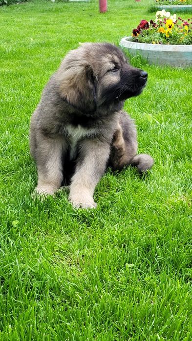 Ciobanesc caucazian talie mare masculi.