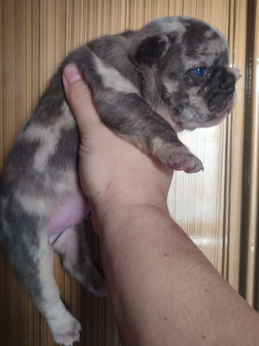 Мальчик Французского бульдога