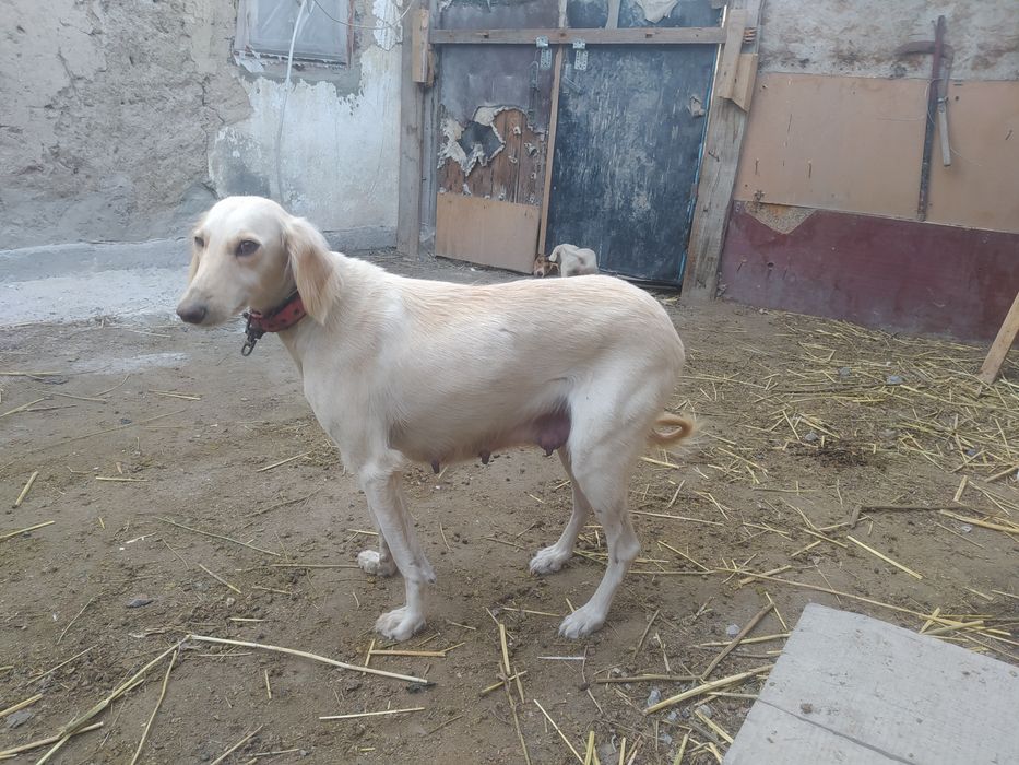 Продам щенков Тазы