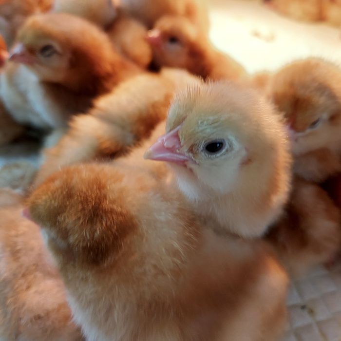 Ломан Браун цыплята