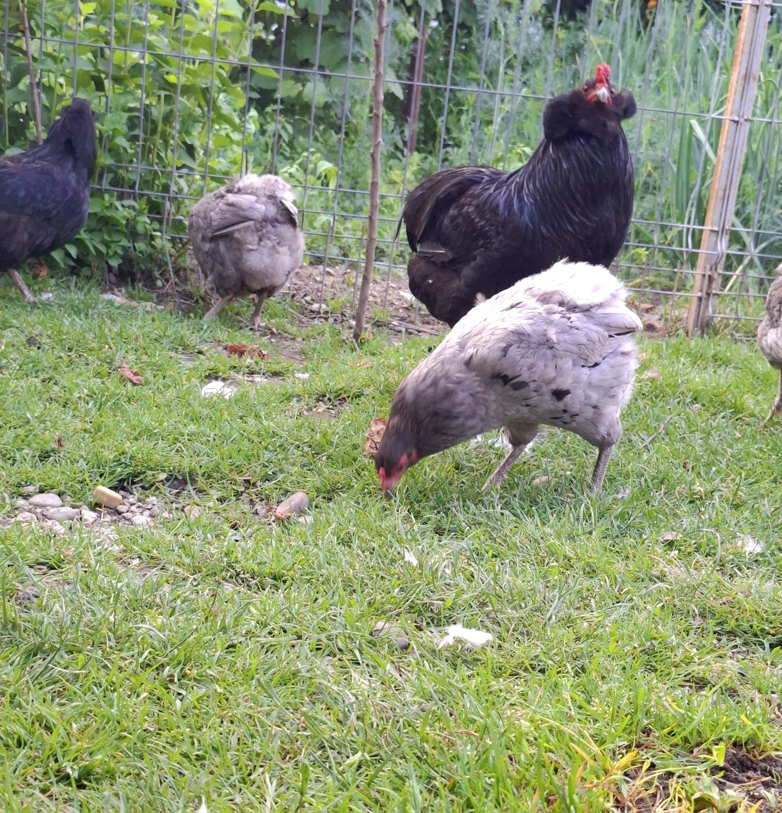 Pui araucana negru albastru
