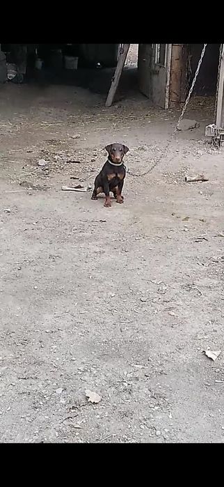 Коричневый яктерер сатылады