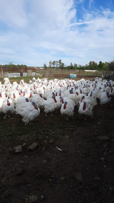 Vând curcani big 6 crescuti natural