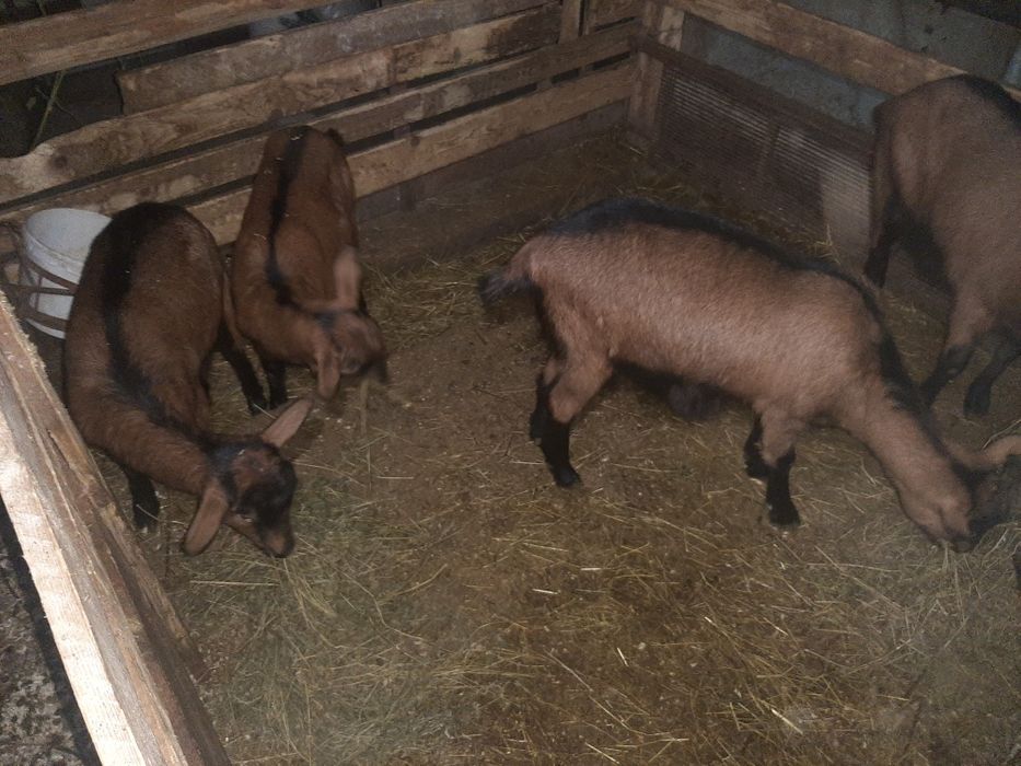 Iedute alpina franceza de vanzare