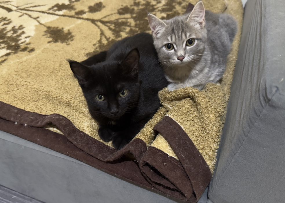 Отдам котят,пушистики ищут семью