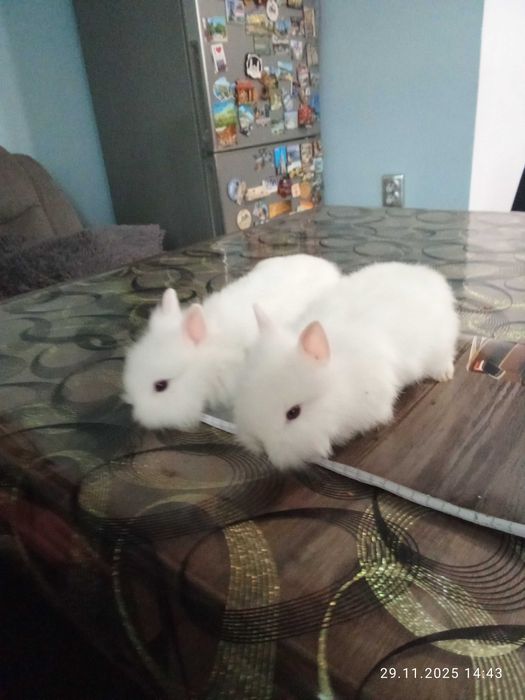 декоративни зайчета