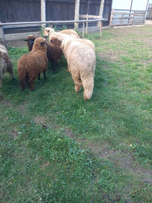 Vând berbec de anul ăsta și mioare