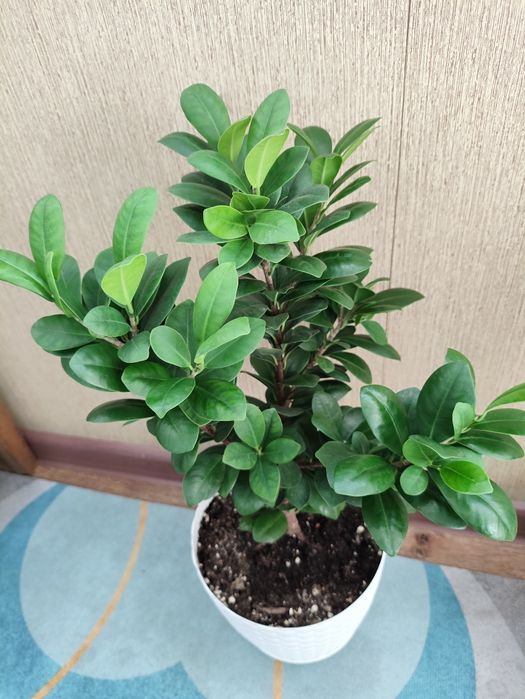 Фикус Панда (компакта)