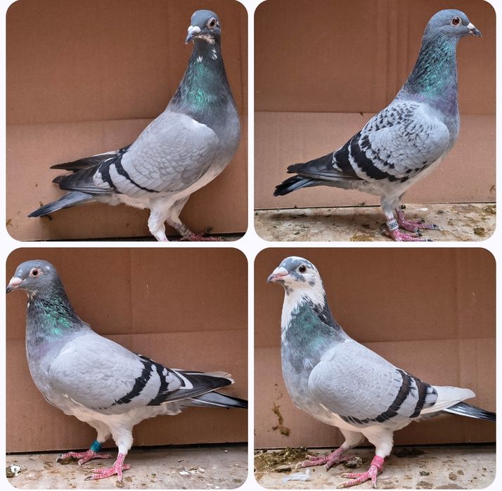 Porumbei voiajori 2025 și păsări din matcă