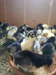 Pui Australorp /brahma hd