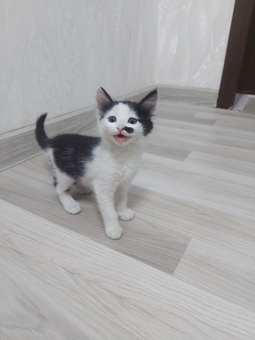 Отдам в хорошие руки