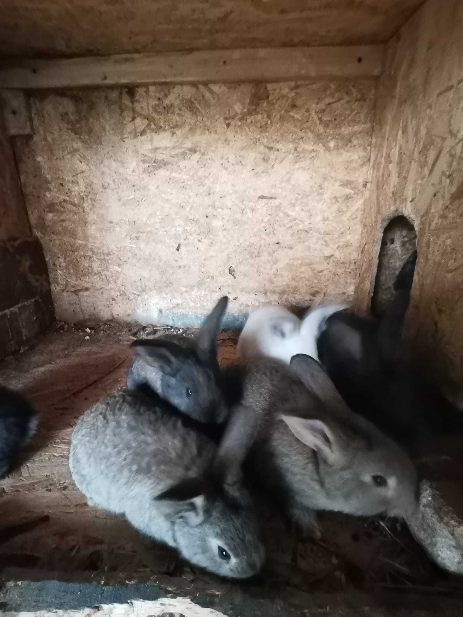 Pui iepuri de vanzare
