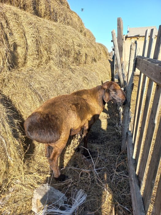 Чистый гисар .1жарым жасар.