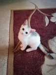 Отдам котят в хорошие руки!