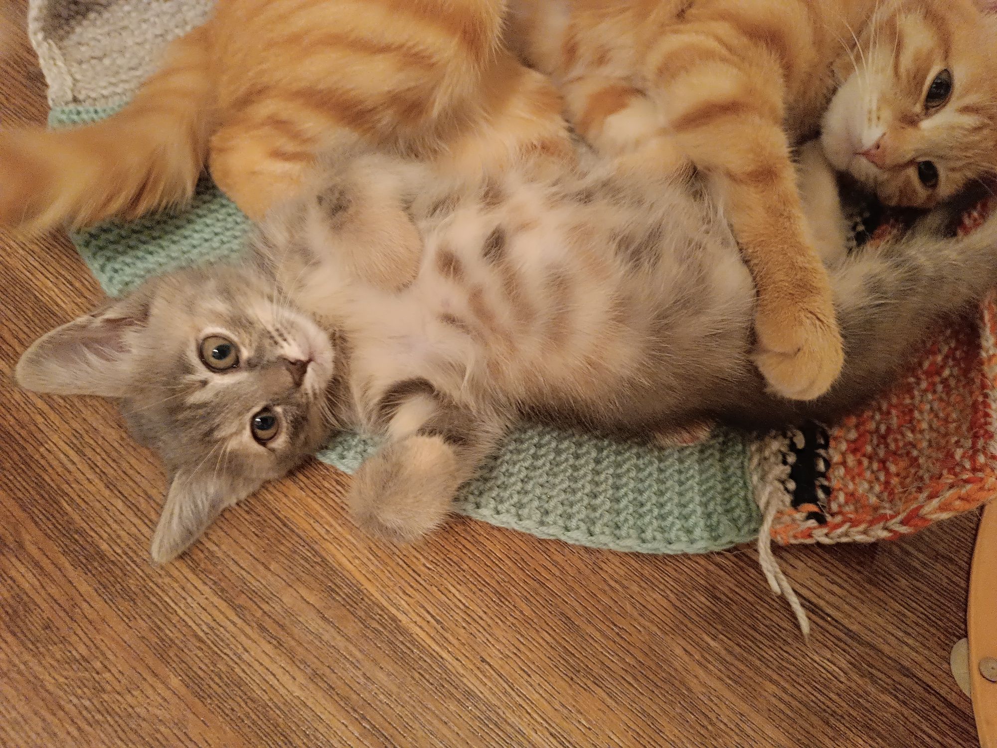 Отдам котенка, девочка