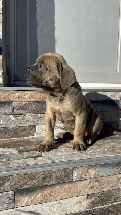 Catei cane corso