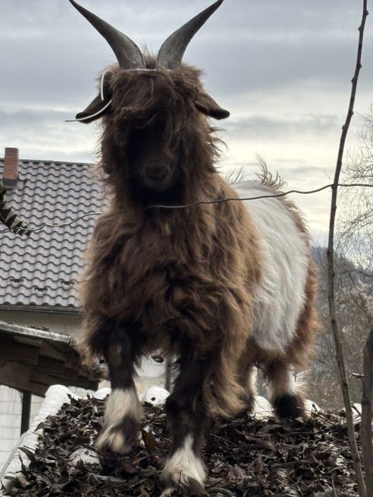 Ied de tăiat 350lei