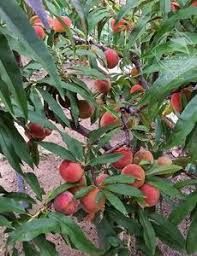 Piersici pitici Triumf