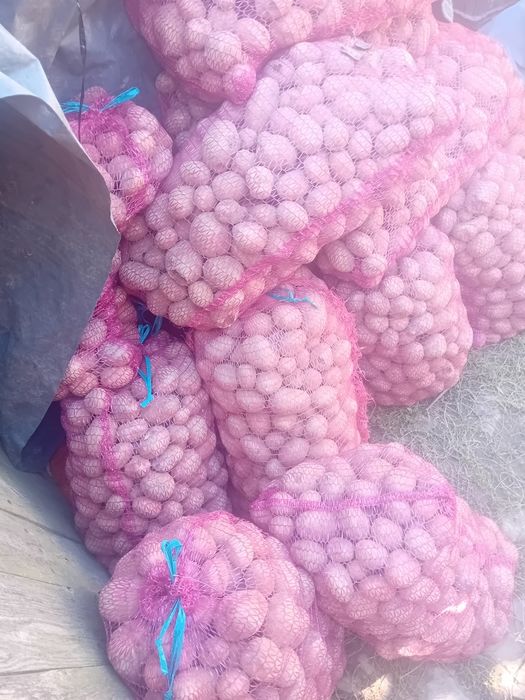 Vând cartofi pentru animale