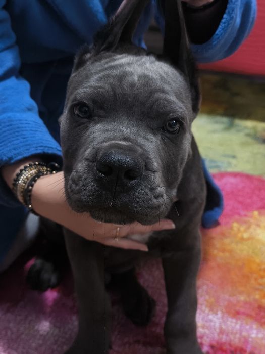 Mascul Cane Corso Gri Blue, Pedigree+