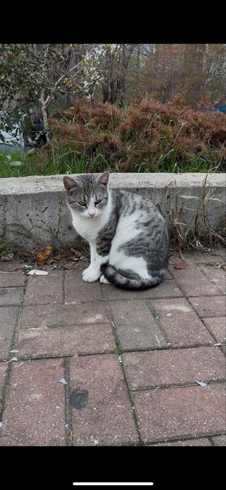 Pisicuta de la Mega Apahida sector 3 Bucuresti