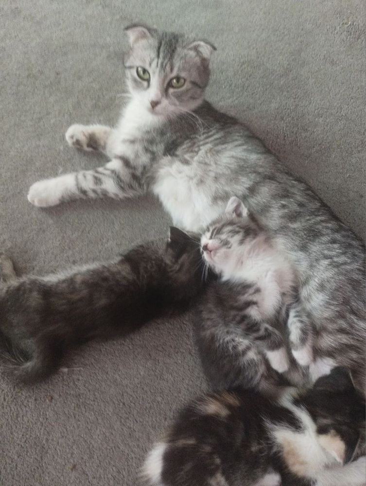 Продам котят веслаухие