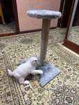 Когтеточка для кошек. Игровая. Зоодомики