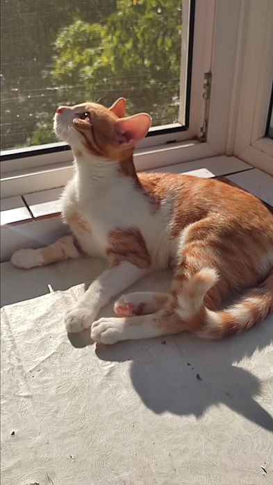 motănel portocaliu spre adoptie!