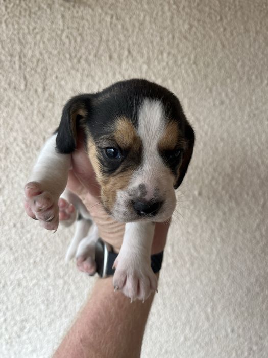 Продавам Куче порода бигъл