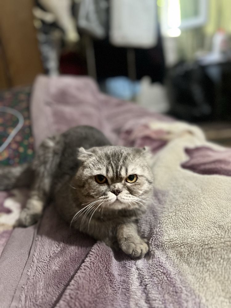 Продается кошка скотч фолд весело ухой