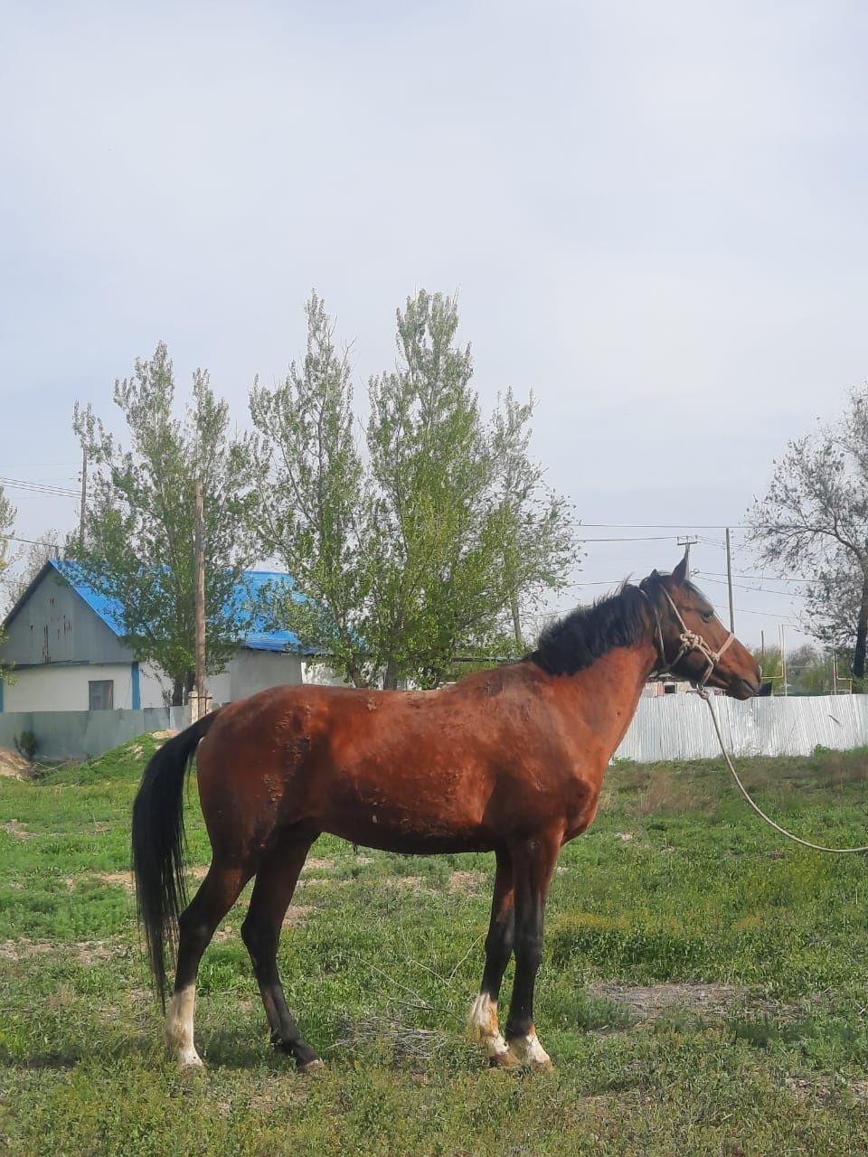 Жеребец Айгыр сатылады срочно