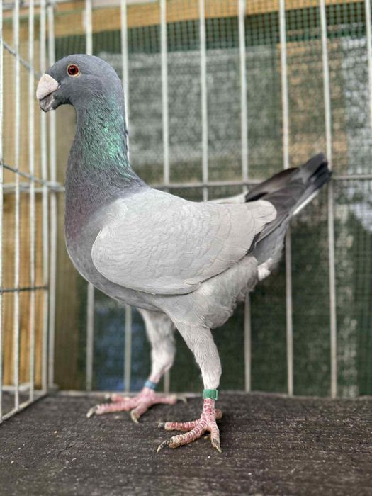 Voiajori germani Barless