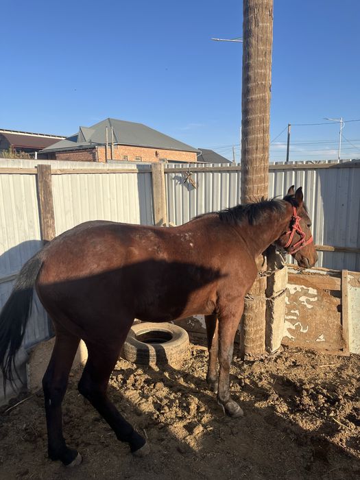 Тай  сатыладыыыы