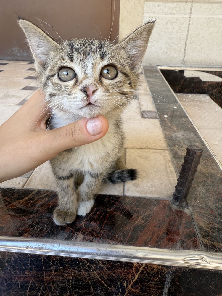 котята,домашние,