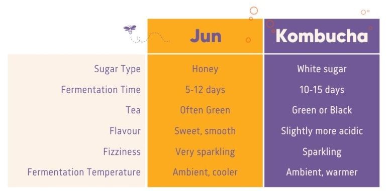 Ciuperca scoby kombucha jun