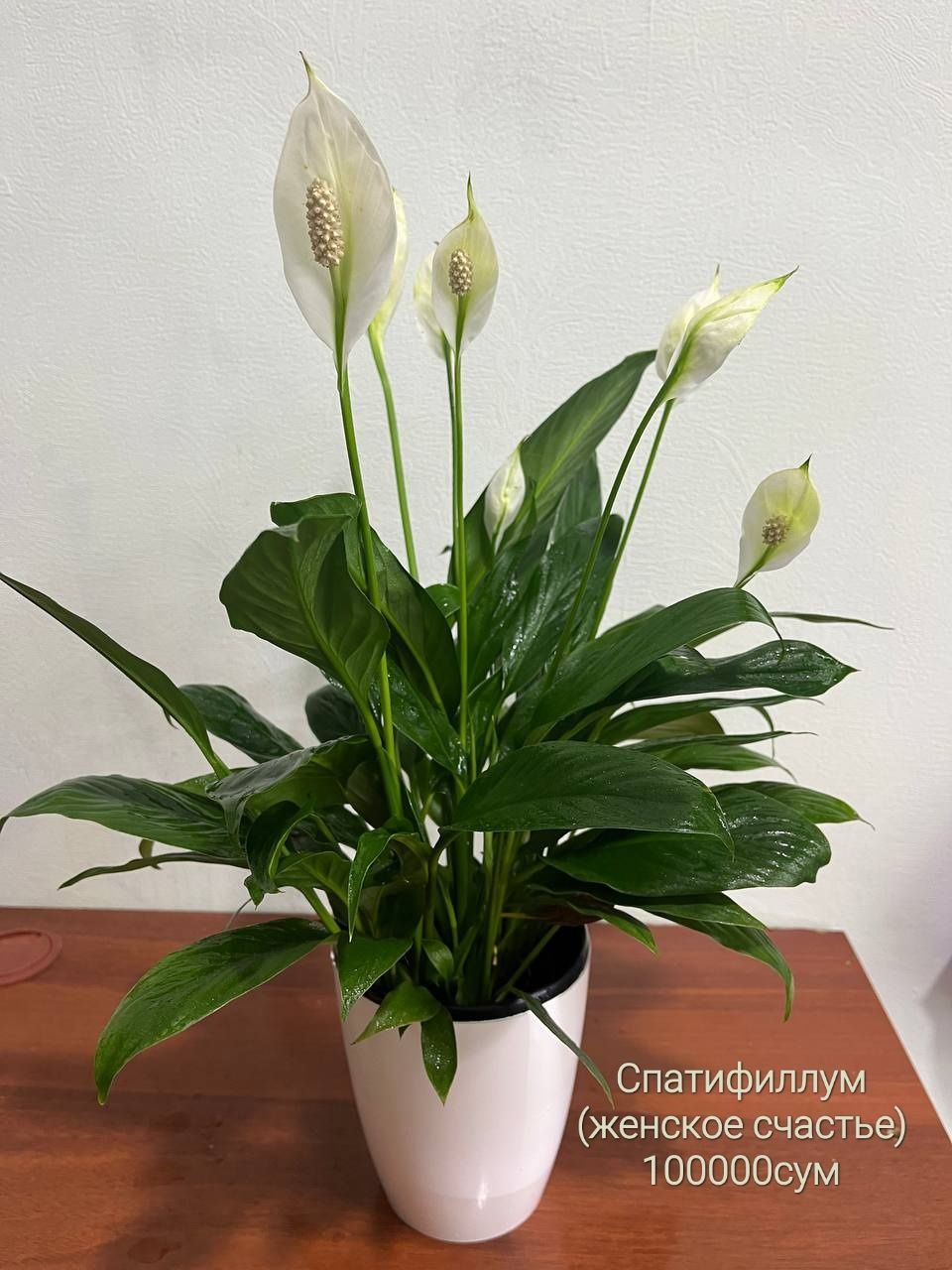Драцена,Сансевиерия, Калатея, Спатифиллум,Араукария, Калатея Макоя