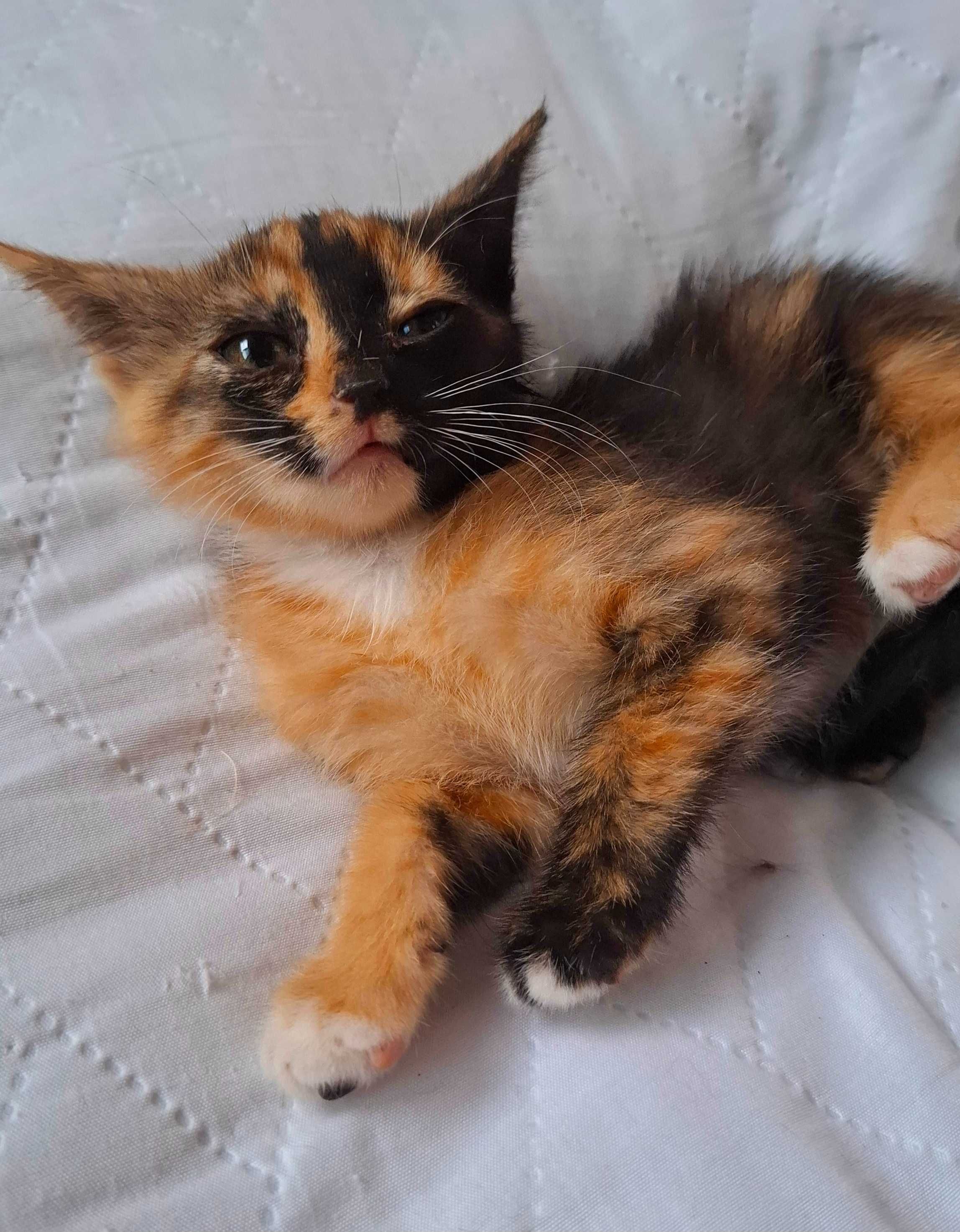 Adoptie pui de pisica calico Magdi