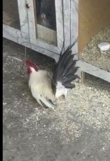 Самурайский Шабо
