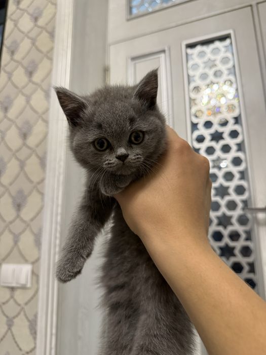 Skotish strayt mushukcha