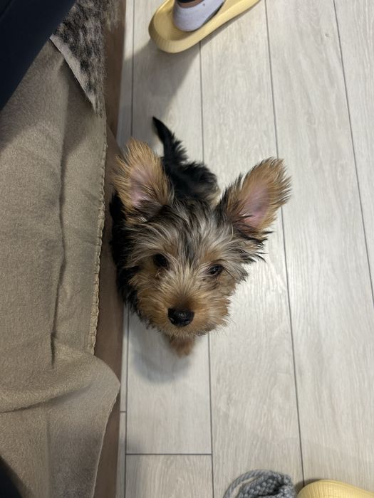 Йоргширски териер мъжки