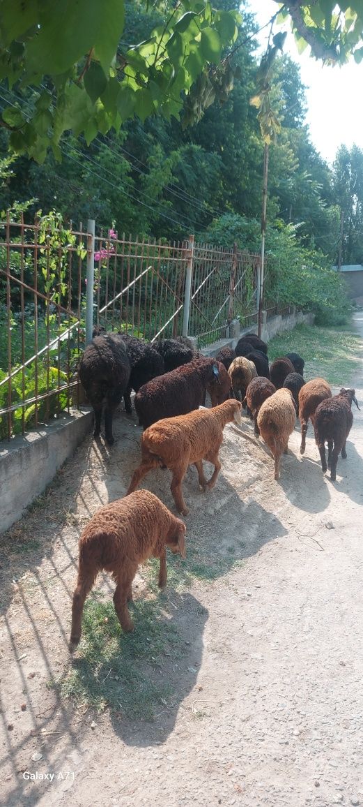 Кузи 15та ургочи