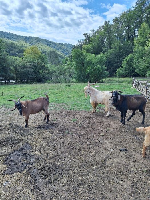 Țapi tineri de vânzare
