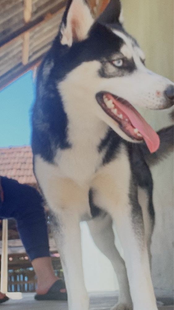 Donez husky siberian fata si baiat