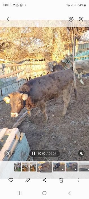 Нән семіз тайынша табан семіз. Ұрғашы