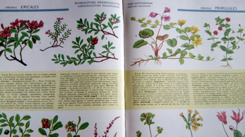 Atlas botanic 214 pagini ilustrate